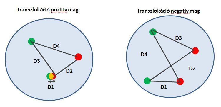 2.3.3 kamerával (CV-M1, JAI, Dánia) volt felszerelve. Az automatizált analizis 3 fő részelemből állt: sejtmag szelekció, ifish szignal detektálás és ifish szignál távolságok 3D mérése. 2.3.3..e.1. Sejtmag szelekció.