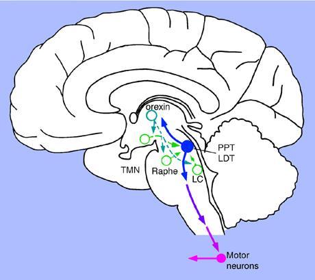 Az RDB patofiziológiája narkolepsziában Hipokretin / Orexin neuronok Hypothalamus Aktiv: Ébrenlét, csökken: Non-REM, megszűnik: REM Hypocretin: REM flip-flop kapcsoló stabilizálás REM onset és atónia