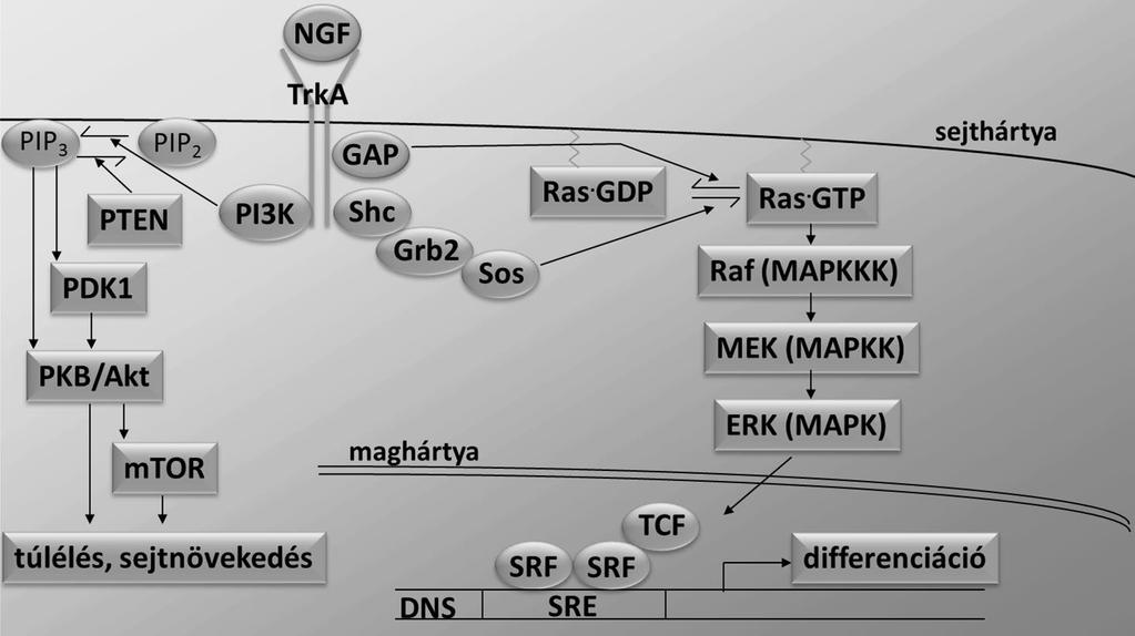 1. ábra: Az ERK-kaszkád és a PKB út általános sémája. GAP: GTP-ase activating protein = GTPáz aktiváló fehérje, a G-fehérjék GTP bontó aktivitását serkenti. Shc, Grb2: adapter fehérjék.