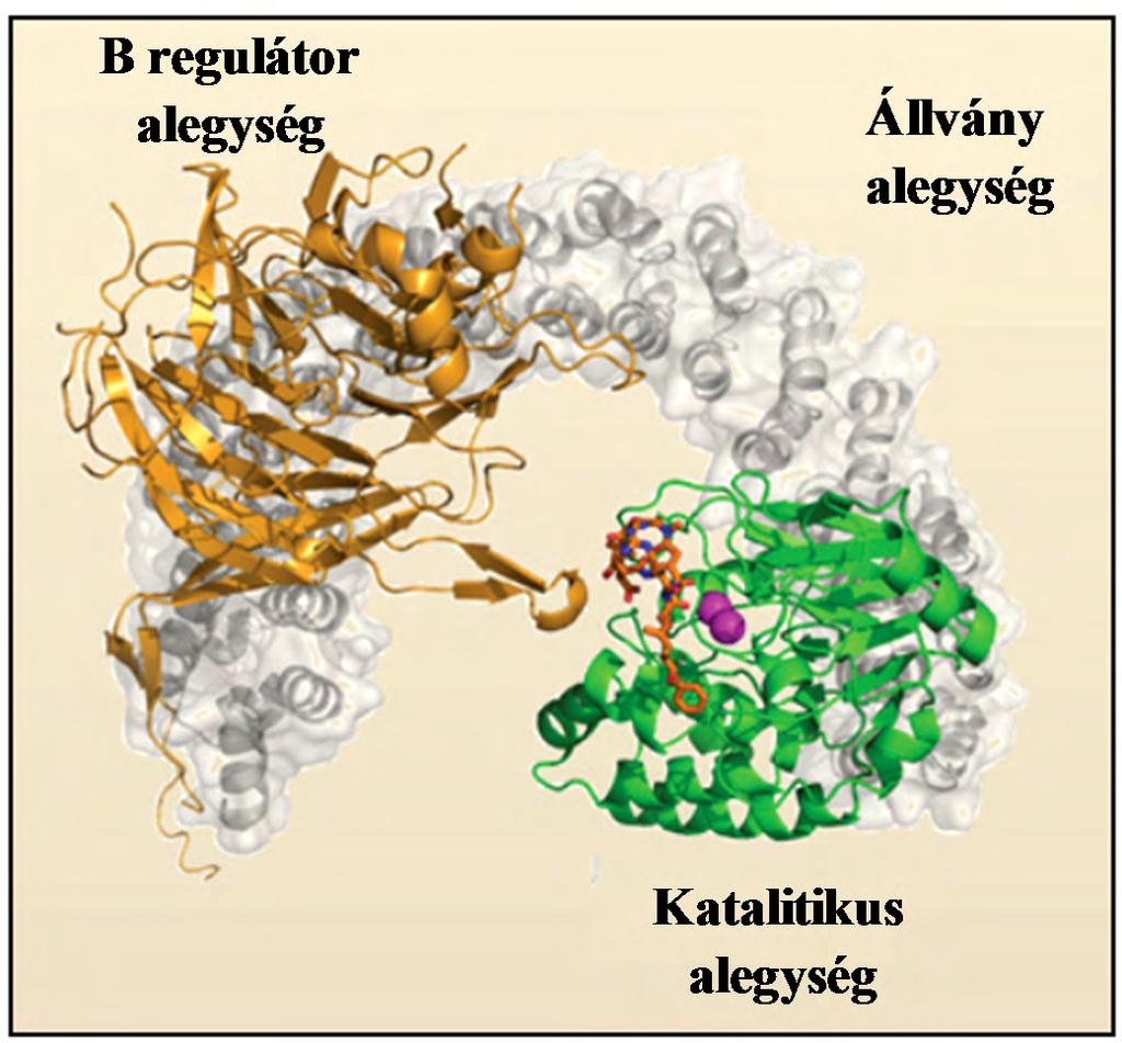 PP1c-hez kötődve gátolják annak katalitikus aktivitását. A PP1c aktivitását a Thr32 oldalláncának sejtciklus-függő foszforilációja is gátolhatja (Kwon és mtsai., 1997).