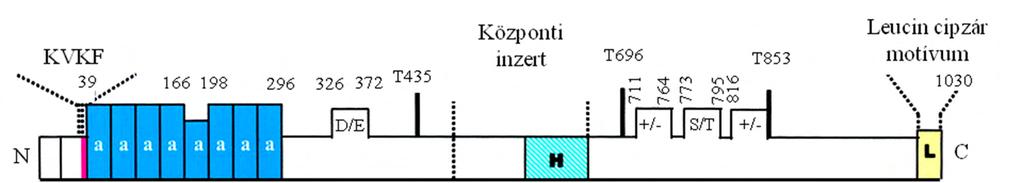 4. ábra A MP MYPT1 regulátor alegységének szerkezete (módosított ábra, Hartshorne és mtsai.