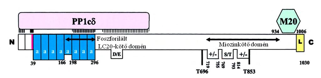 MYPT1 kölcsönhatása a PP1 katalitikus alegységgel és a miozin szubsztráttal A MP katalitikus és regulátor alegységei által kialakított kölcsönhatásban a MYPT1 N- és C-terminális régiói is fontos