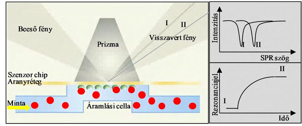 Fehérjék és peptidek A hexahisztidin-tag-gel ellátott rekombináns PP1c izoformát M15 E.