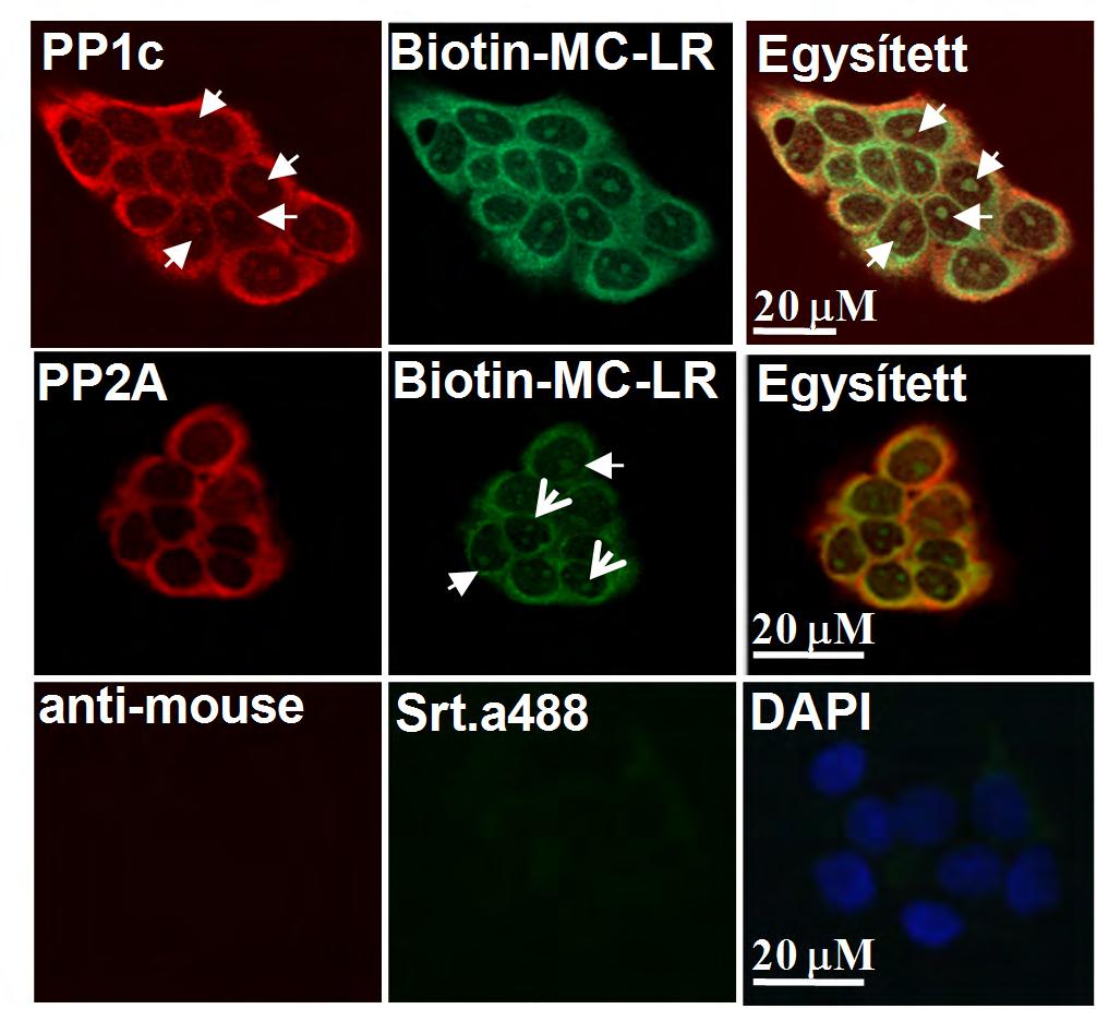 A biotin-mc-lr alkalmazása a protein foszfatázok sejten belüli lokalizációjának vizsgálatára A biotin-mc-lr foszfatázokkal való kölcsönhatása megfelelően erős ahhoz, hogy alkalmas legyen azok sejten