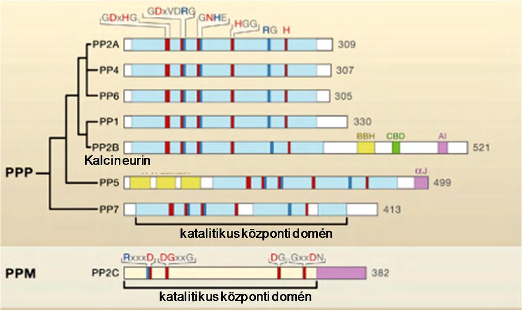 Irodalmi áttekintés Szerin/treonin specifikus protein foszfatázok csoportosítása A Ser/Thr specifikus protein foszfatázok szerkezete, szekvenciája és katalitikus mechanizmusa alapján két csoportba