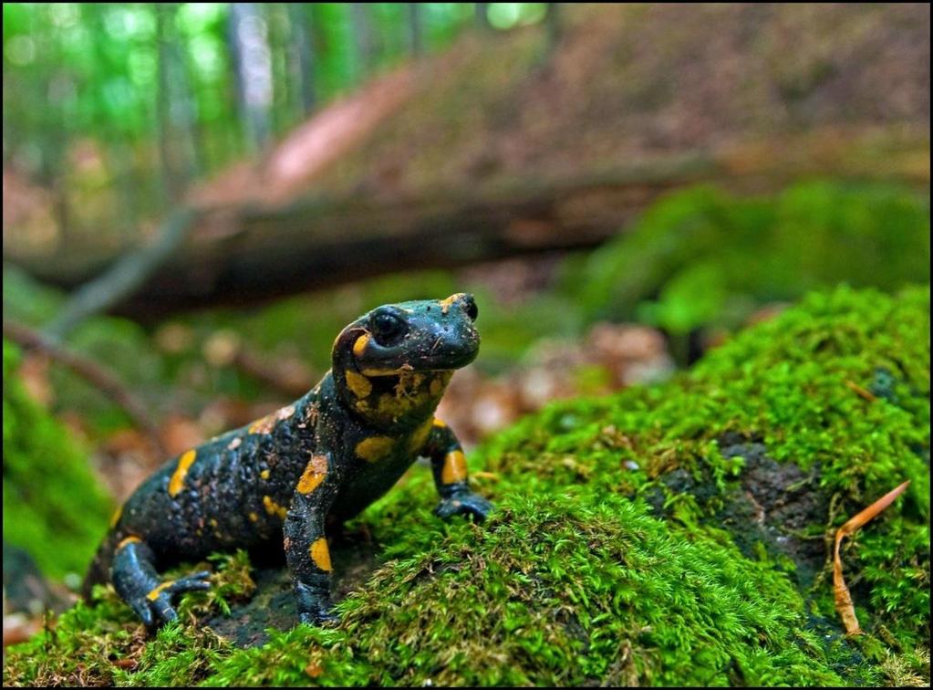 Szeptember Foltos szalamandra/salamandra salamandra (Fotó: Potyó Imre) Több mint 5 évvel ezelőtt a Lokomotív Turista Egyesülettel indítottuk el a Láss, alkoss, gyarapíts elnevezésű fotópályázatot és