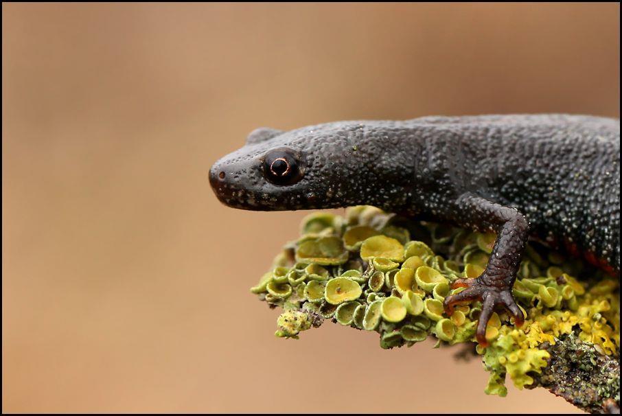 Március Dunai tarajosgőte/triturus dobrogicus (Fotó: Tirpák Gábor) Magyarországon a Varangy Akciócsoport Egyesület kezdte a kétéltűek közúti mentését, hogy megakadályozza a szaporodóhelyükre vonuló