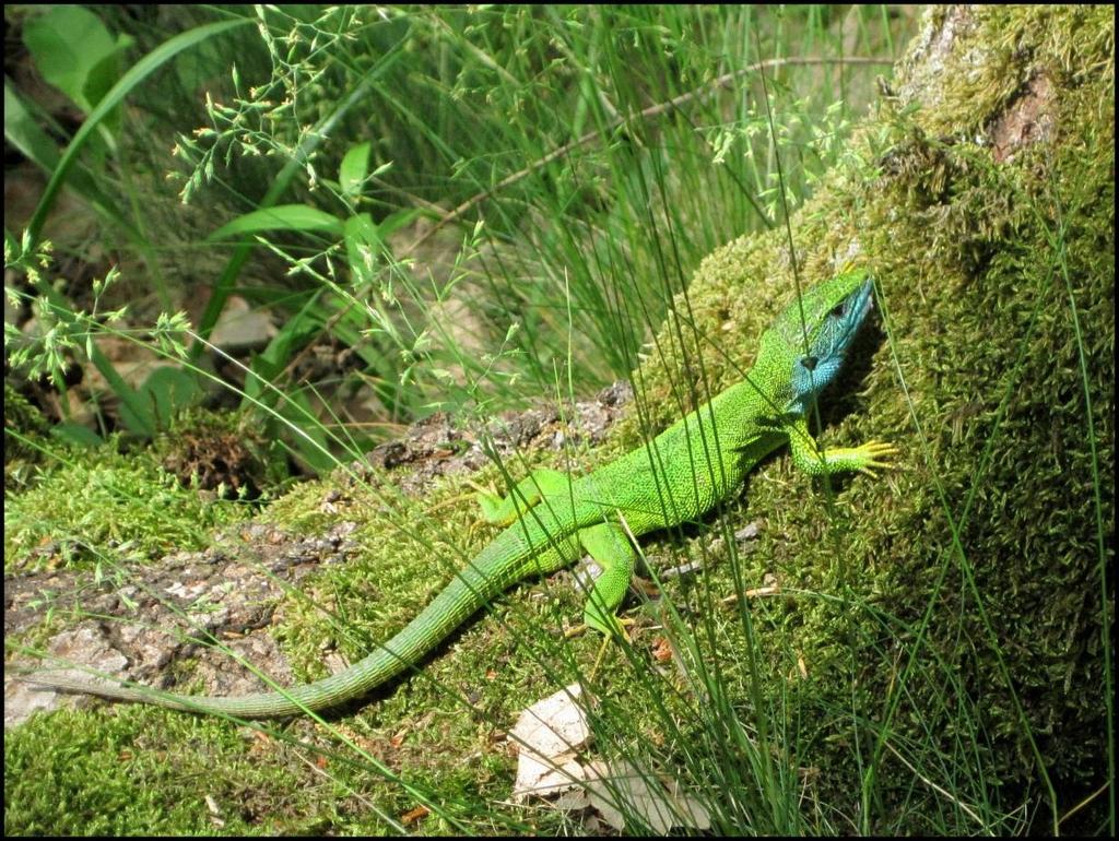 Április Zöld gyík/lacerta viridis (Fotó: Bordán Sándor) Kérjük, adja adója 1%-át a Varangy Akciócsoport