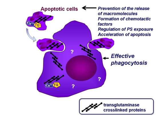 irányában (Sarang et al. Immunol. Lett. 2010). 8.