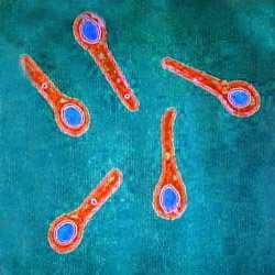 Termelő törzsek A Clostridium baktériumcsaládba tartozó mikrobák képesek keményítőt (egyesek cellulózt) közvetlenül, vagy egyszerűbb szénhidrátokat (glükózt, fruktózt, xilózt, szacharózt, laktózt,