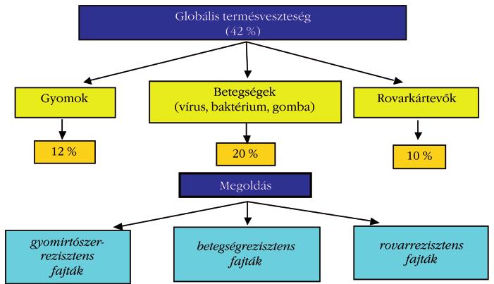 4. ábra Biotikus stressz okozta termésveszteség a XX. század végén és csökkentésének lehetősége a XXI. században mésnek már jelenleg is csak mintegy 50 %-át tudjuk betakarítani.