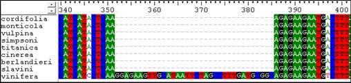 A PCR fragmentumok szekvenálása és a szekvenciák illesztése alapján a vizsgált 20 észak-amerikai faj közül 15 hordoz egy 34 bp méretű deléciót (2.