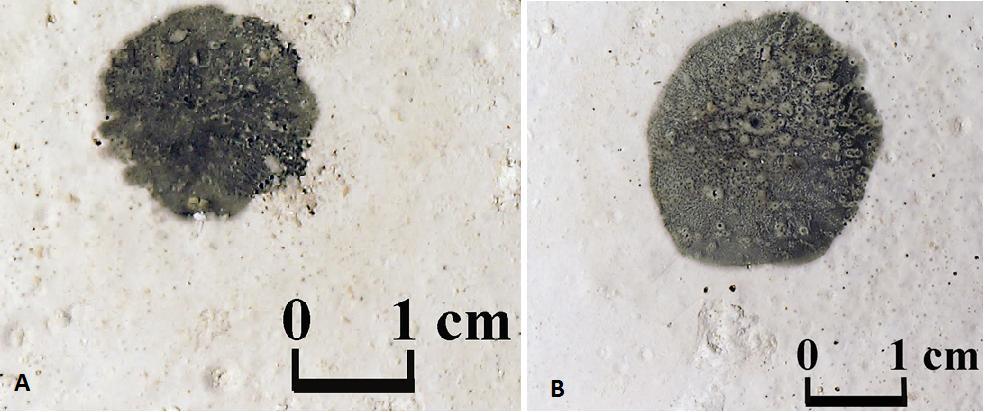 cm 3 desztillált víz adagolásával a madáritató elérte az 1,7 cm-es mélységet (2/B ábra).