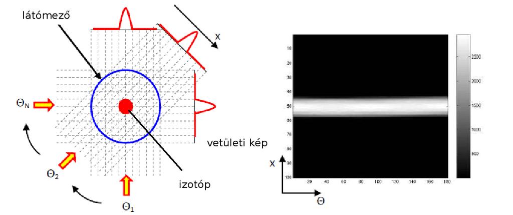 utóbbit fel lehet használni az izotóp eloszlásának meghatározásánál is (elnyelési térkép, szervhatárok). 6. ábra.