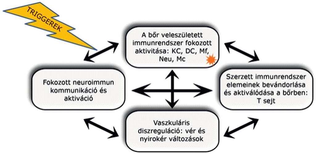 1. ábra A rosacea kialakulásában alapvetően 4 fő rendszer mutat eltérést a bőrben [KC (keratinocita), DC (dendritikus sejt), Mf (makrofág), Neu (neutrofil granulocita), Mc (hízósejt)] A genetikai