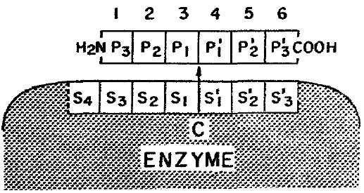 egyik termék távozik. Az aktív centrum regenerációja egy vízmolekula nukleofil támadásával, és az előző lépéshez hasonló tetraéderes intermedieren keresztül valósul meg.