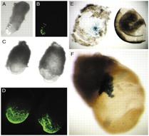 Embryonic Stem cells pek ES kiméra