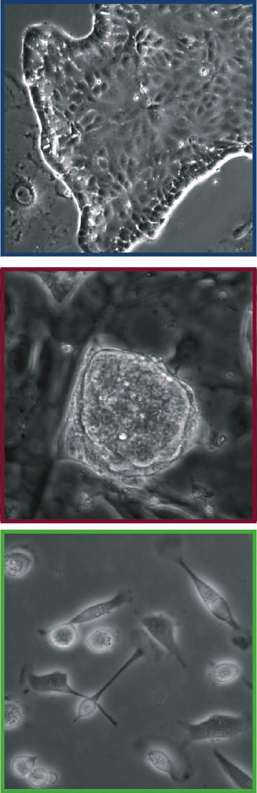 Extra-Embryonic Endoderm cells 4.