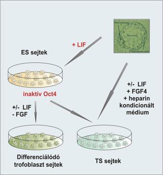 kiméra extraembrionális szöveteibe