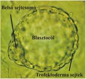 mlif, DMEM, 20%FCS tripszin