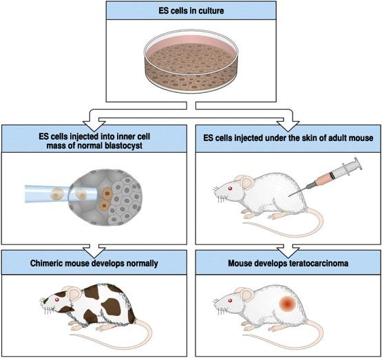 Pluripotens embrionális eredetű