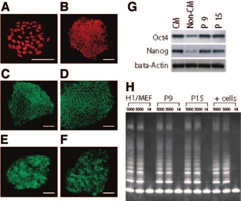 Although Nodal is necessary to maintain the expression of Oct4 and Nanog, Nodal is not sufficient to fully maintain the expression of Oct4 and Nanog even at a concentration of 1,000 ng/ml (Fig. 2A).