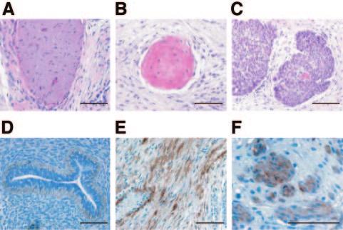 Follistatin was able to inhibit the expression of Oct4 and Nanog in a dose-dependent manner under the specific conditions used (Fig. 2B, 2G), and the inhibition was reversed by adding Activin A (Fig.