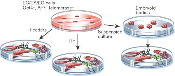 ES sejtek in vitro differenciáltatása EC/ES/EG sejtek Oct4 +, AP +, Telomeráz + Embrió-testecskék