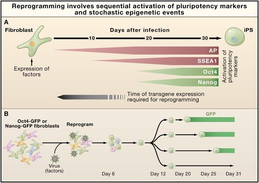 INDUKÁLT PLURIPOTENS SEJTEK Jaenisch and Young, 2008: Stem Cells, the