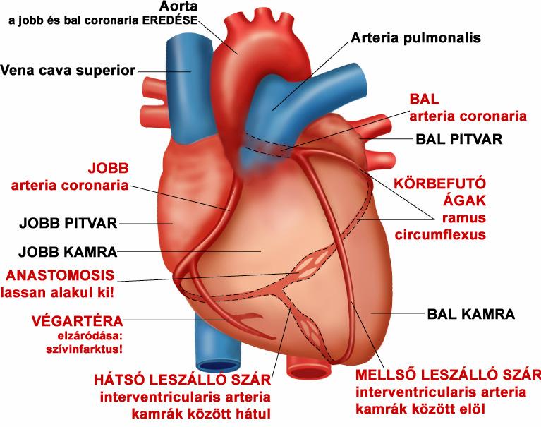 A SZÍV SAJÁT VÉRELLÁTÁSA (coronaria rendszer) A szív verıeres ellátását az aortából eredı bal és jobb koszorúér (coronaria) biztosítja.