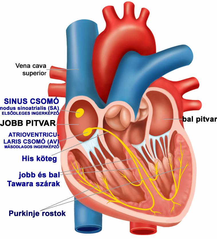A SZÍV SAJÁT INGERKÉPZİ ÉS VEZETİ RENDSZERE A szív mőködése automatizált, akaratunktól független. A szív megfelelı körülmények között a testen kívül is tovább mőködik (in vitro).