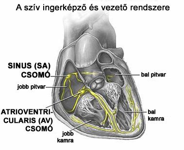 13 s késéssel aktiválódik His köteg jobb és bal Tawara szárak (jobb és bal kamrához) Purkinje rostok: AV csomóból indul, vezetı rendszer,