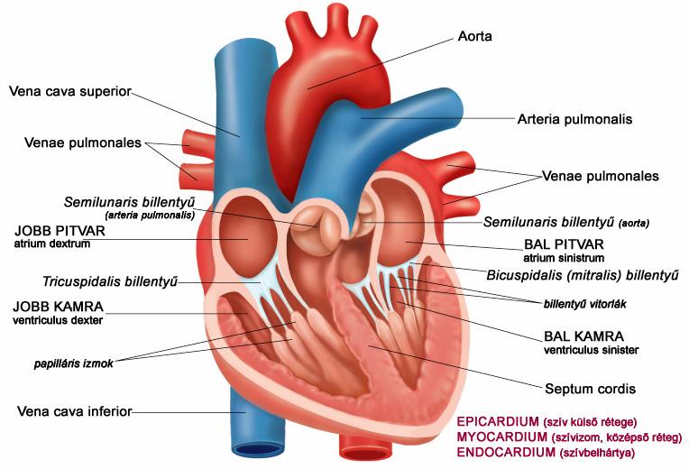 A SZÍV ANATÓMIAI FELÉPÍTÉSE A szív négy üregbıl áll: jobb és bal pitvar, jobb és bal kamra. A szívet a kamrák közti sövény (septum cordis) jobb és bal szívfélre osztja.