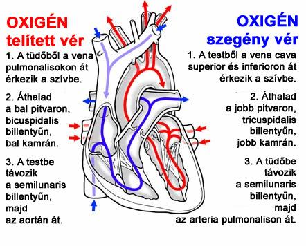 A SZÍVCIKLUS (szívverés, szívütés) szisztole: szív összehúzódás, elıször a pitvarok, majd a kamrák diasztole: szív elernyedés, elıször a pitvarok, majd a