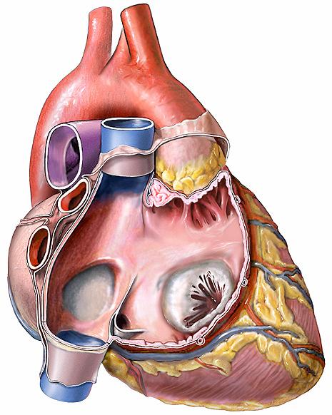 A JOBB SZÍVFÉL KÉPLETEI - O2 szegény vénás vért szállítanak Jobb pitvar (atrium dextrum) BEMENET: vena cava superior és vena cava inferior, amely a felsı és alsó testfél vérét szállítja a szívbe;