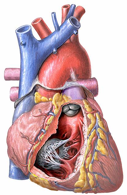 háromhegyő vitorlás billentyő (valva tricuspidalis). A kamra összehúzódásakor (szisztoléban) zárul, ezért a vér nem tud a pitvarba visszafolyni.