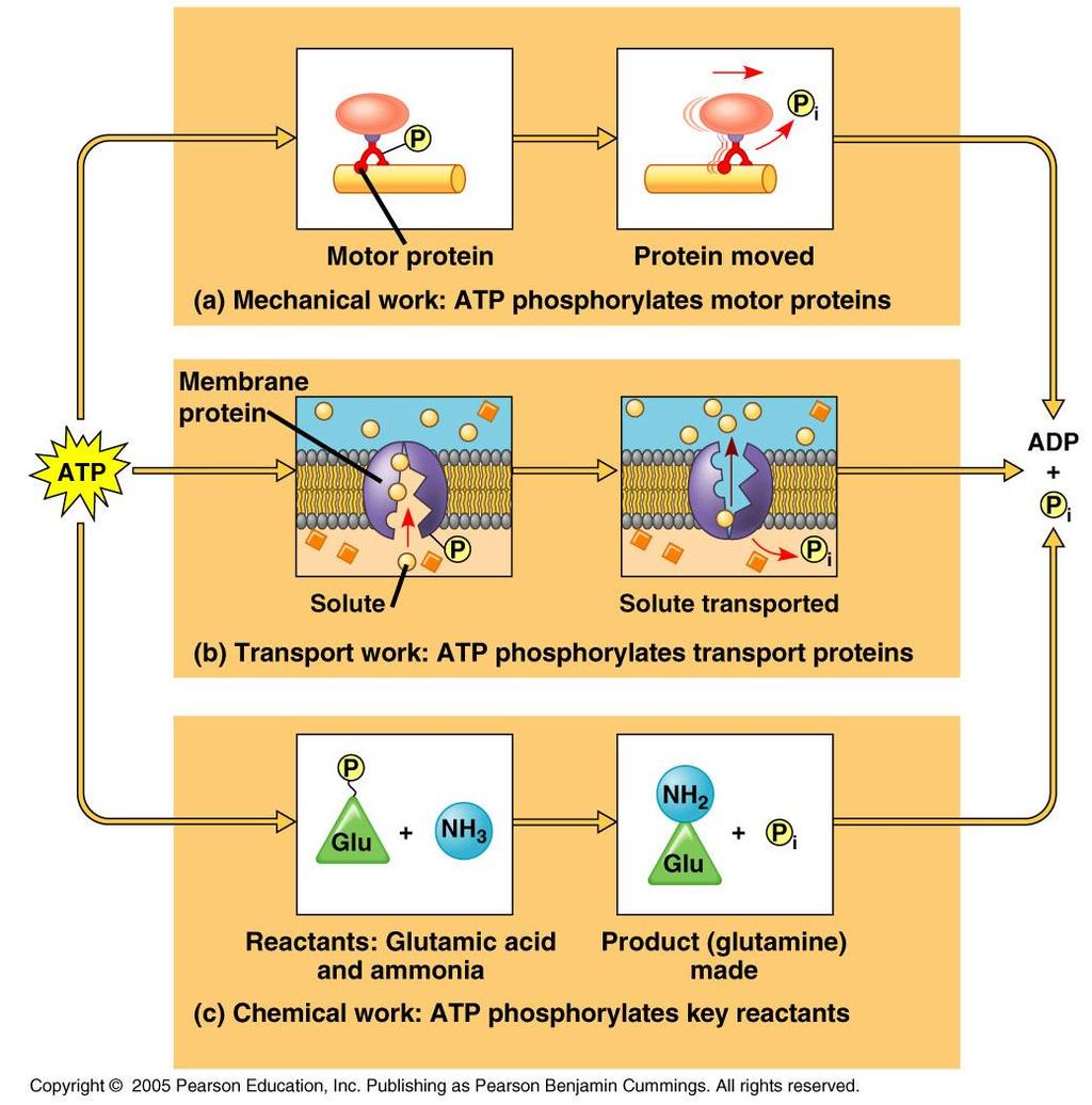 ATP