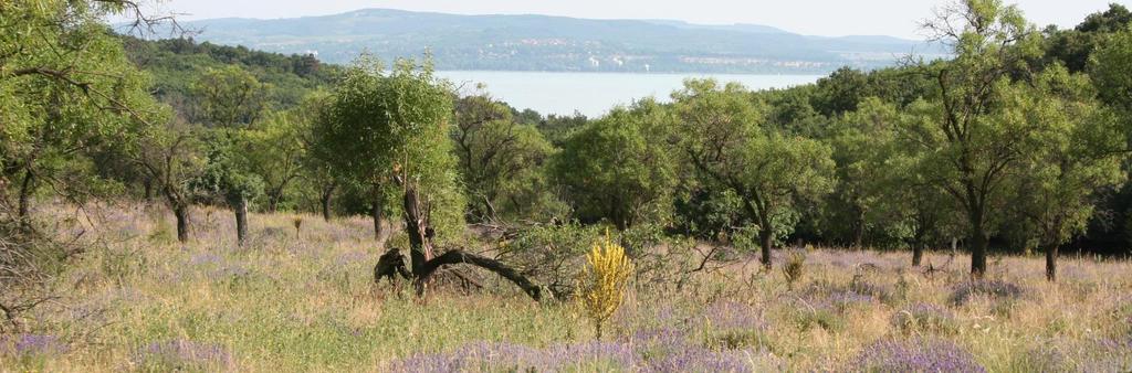 Balaton-felvidéki Nemzeti Park (1997) A félsziget híres az itt termelt levenduláról