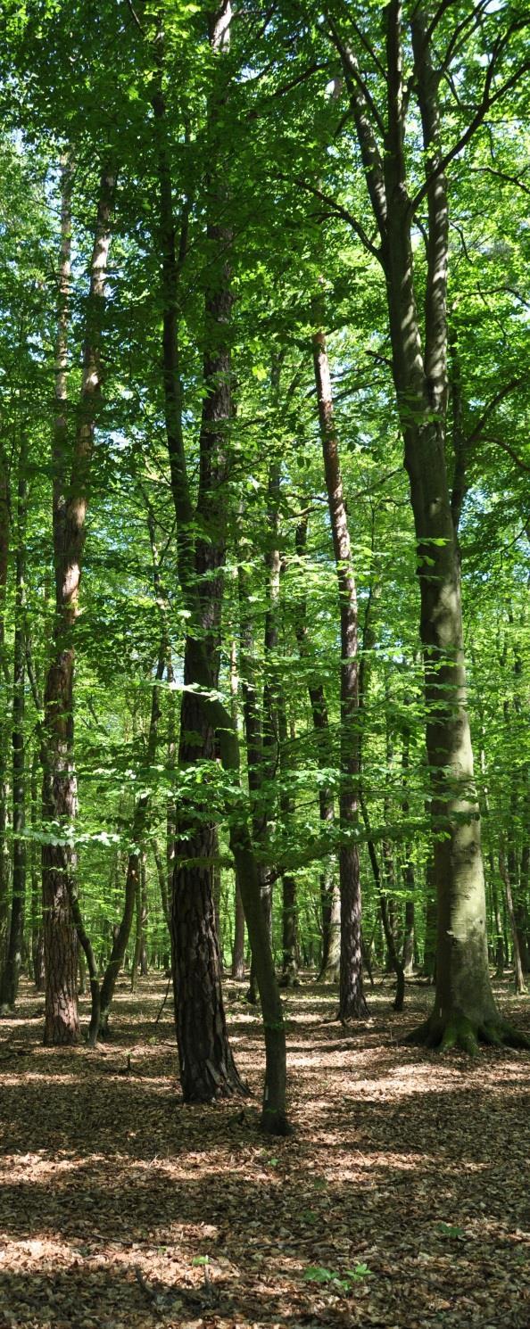 Őrségi Nemzeti Park / Őrség Őrségi Nemzeti Park (2002) Természeti viszonyok Növényvilág A terület természetes vegetációja erdő, melyet csak kis kiterjedésű mocsaras, lápos foltok, és természetes