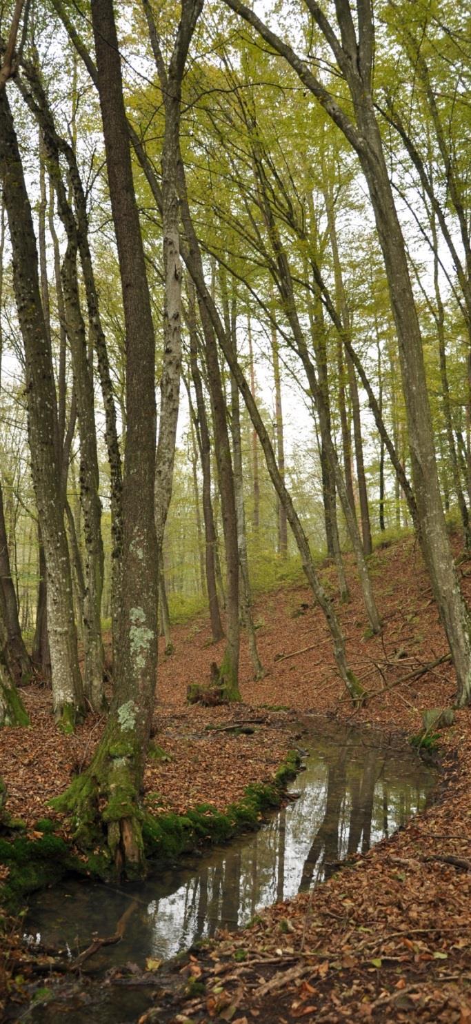 Őrségi Nemzeti Park (2002) Természeti viszonyok Növényvilág Terület természetes élőhelyei a tőzegmohás lápok, a zsombékoló sásosok, a fűzlápok, a patakmenti ligeterdők, gyertyános és