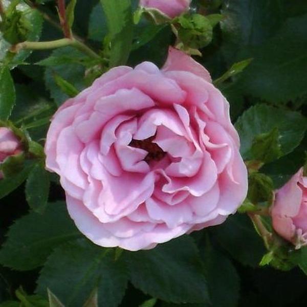 virágágyi floribunda 5090 cm Rosa