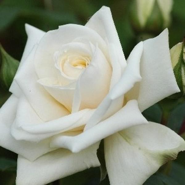 Superior Tiszta fehér  Rosa Don Juan