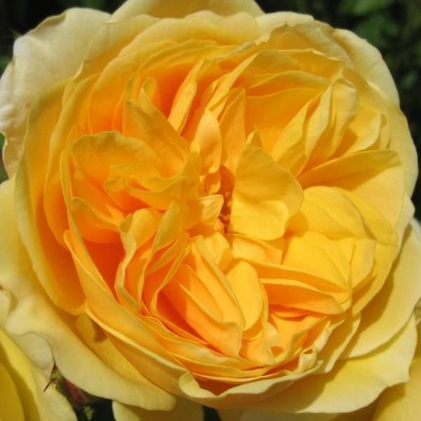 Romantikus Rosa Ausmas Aranysárga angol