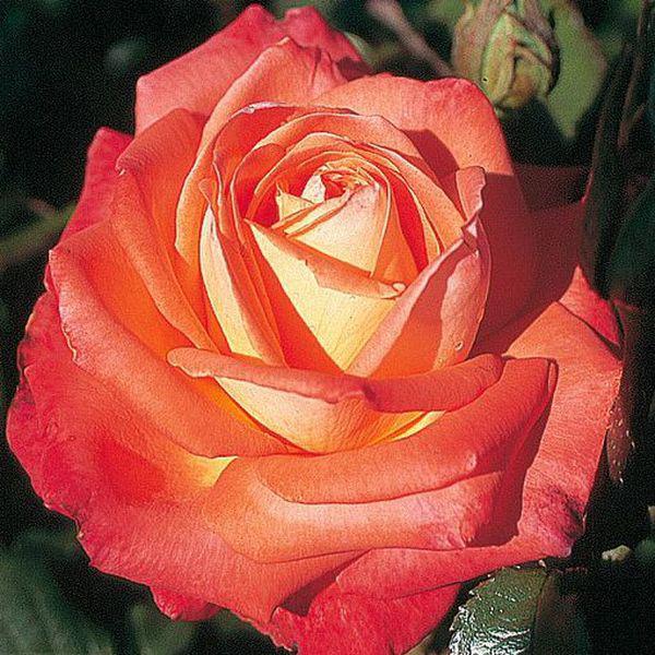 Teahibrid Rosa Queen of Roses Vörös, a