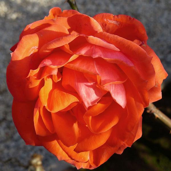 teahibrid 50150 cm Rosa Ondella Narancs,