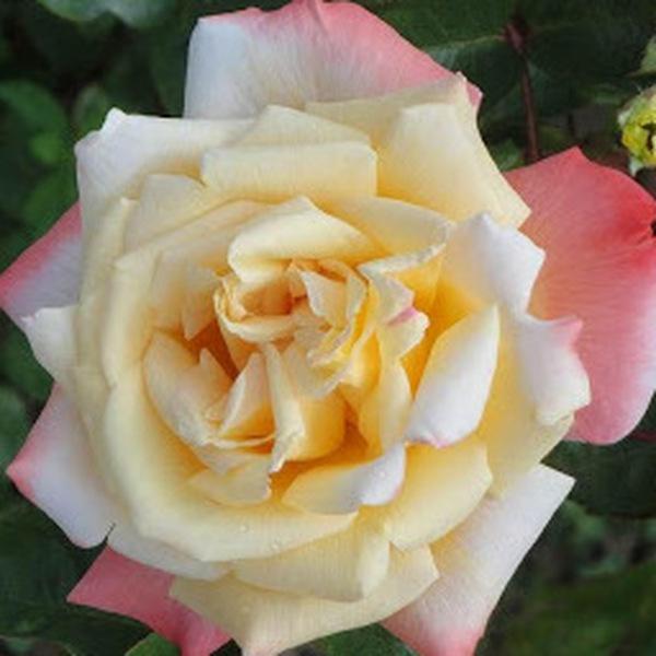 Teahibrid Rosa Rose Aimée Aranysárga