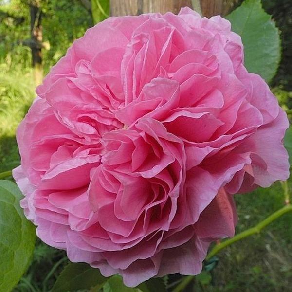 Rosa Honorine de Brabant Világos szín, lila