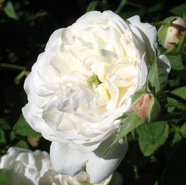 Rosa Madame Plantier Krémfehér alba