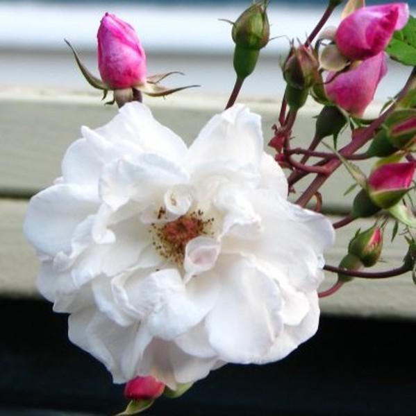 Történelmi Rosa Venusta Pendula