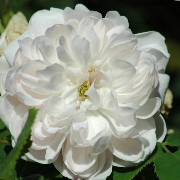 Történelmi Rosa White Jacques Cartier